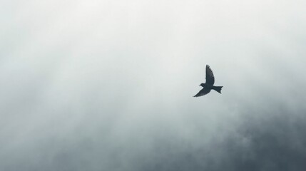 Fototapeta premium A solitary bird silhouetted against a muted, overcast sky, wings spread wide in graceful flight, a minimalist depiction of avian freedom and serene atmospheric conditions.