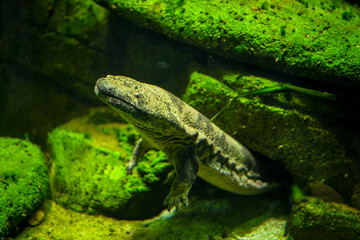 Giant salamander in the aquarium