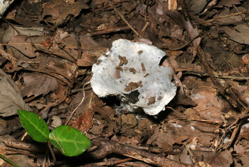 森の落葉の中にラッパ状に拡がった灰白色化するチチタケ属キノコ（自然光+ストロボマクロ接写）