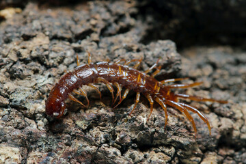 越冬しようと朽ち木に潜り込もうとするべっ甲色の小型イシムカデ目ムカデ類（ストロボマクロ接写）