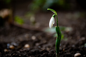 Snowdrop