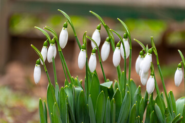 Snowdrop