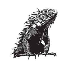 iguana on a white background