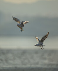 Two seagulls flying with outstretched wings