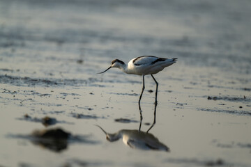 The Pied avocet and its reflection in the water.