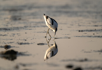 The Pied avocet and its reflection in the water.