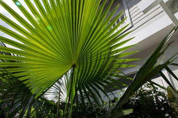 Fototapeta premium Detalle de flores tropicales coloridas