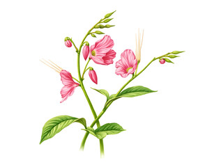 Fototapeta premium Illustration of pink bellflowers with bright green stems and leaves, done in botanical style, isolated on white background.
