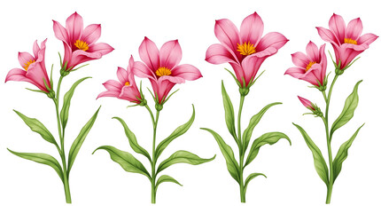 Illustration of pink bellflowers with bright green stems and leaves, done in botanical style, isolated on white background.