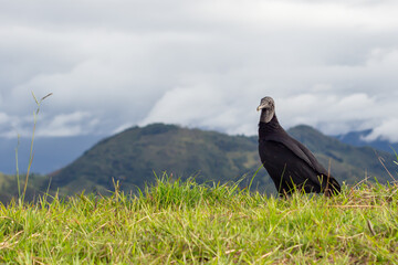 Colombian black vulture in the wild. Andes Mountains. Tierradentro, Inza, Cauca, Colombia.