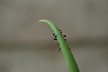 green caterpillar on a leaf