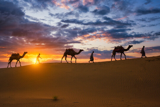 Indian cameleers camel drivers bedouin with camel silhouettes in sand dunes of Thar desert on sunset. Caravan in Rajasthan travel tourism background safari adventure. Jaisalmer, Rajasthan, India
