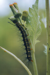 caterpillar on a leaf