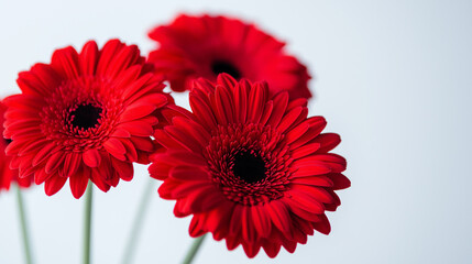 Red gerberas close up on a grey background