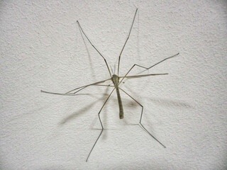 A detailed macro photo of a crane fly on a wall