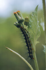 caterpillar on a branch