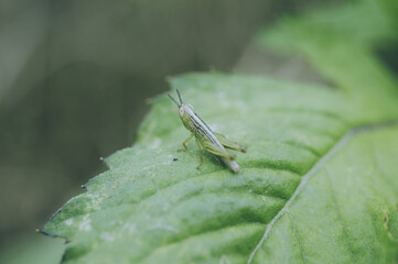 grasshopper on a leaf