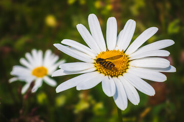 In the centre of Manga village