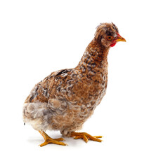 Chicken with forelock.