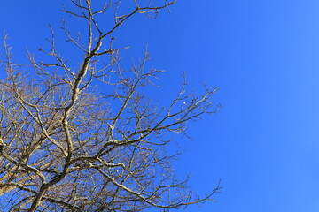 Winter tree with blue sky.