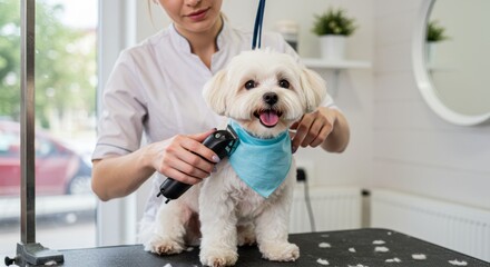 4k full body photo of a show dog getting a haircut for a dog grooming competition