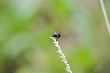 fly on green leaf