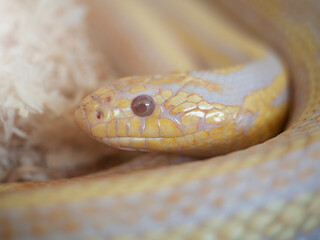 Fototapeta premium Snake are popular pet in Thailand in the acrylic cabinet waiting to be sold.