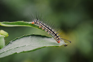 caterpillar on a leaf