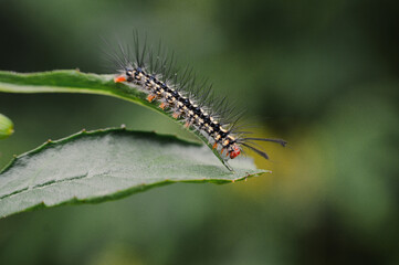 caterpillar on a leaf