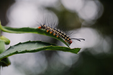 close up of a caterpillar