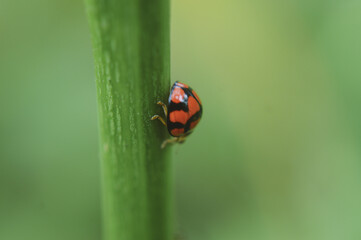ladybug on green leaf