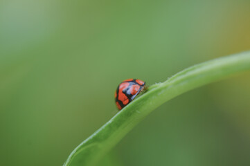 ladybug on leaf