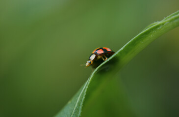 ladybug on leaf