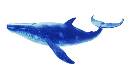 Fototapeta premium Blue Whale isolated on a white background