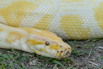 A stunning yellow Burmese python is sprawled across a vibrant green lawn, its sleek, golden scales gleaming under the sunlight. The intricate patterns on its body showcase the natural beauty