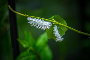 Macro details of green caterpillars in the garden