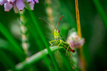 Macro grasshopper on a leaf in the field