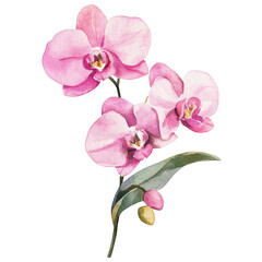 Fototapeta premium Elegant Flower Clipart Vector Illustration
