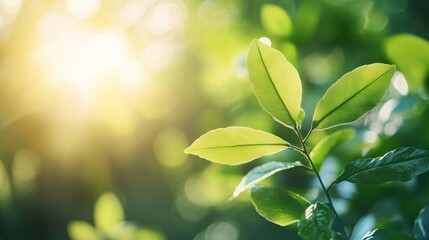 Obraz premium Bright Sunlight Filtering Through Lush Green Leaves