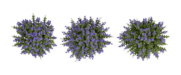 lavender isolated on white background