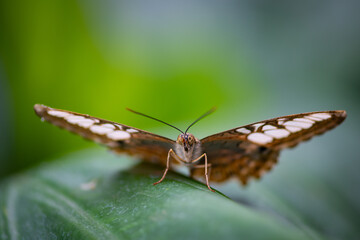 Closeup of the Parthenos sylvia butterfly in the garden