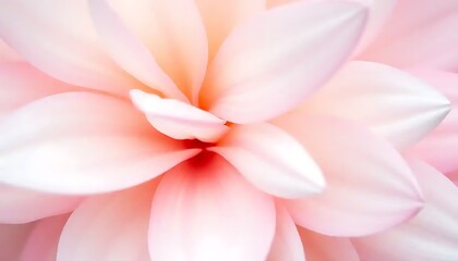 Fototapeta premium Delicate Pink Flower Petals Softly Unfurling