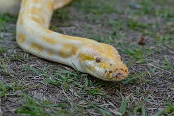 A stunning yellow Burmese python is sprawled across a vibrant green lawn, its sleek, golden scales...