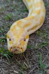 A stunning yellow Burmese python is sprawled across a vibrant green lawn, its sleek, golden scales...