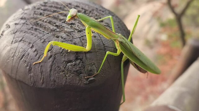 green mantis closeup on a wooden surface with a blurred background, Korea. Praying mantis looking to camera. Natural background concept.