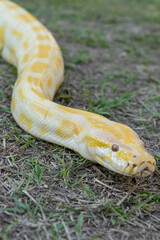A stunning yellow Burmese python is sprawled across a vibrant green lawn, its sleek, golden scales gleaming under the sunlight. The intricate patterns on its body showcase the natural beauty