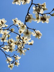 Yulan magnolia flowers are in bloom under the blue sky. Magnolia denudata.