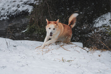 dog running and playing in snow