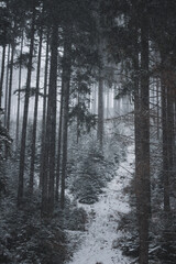 snow covered trees in the mountains