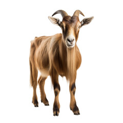 Cute Goat Looking Isolated White